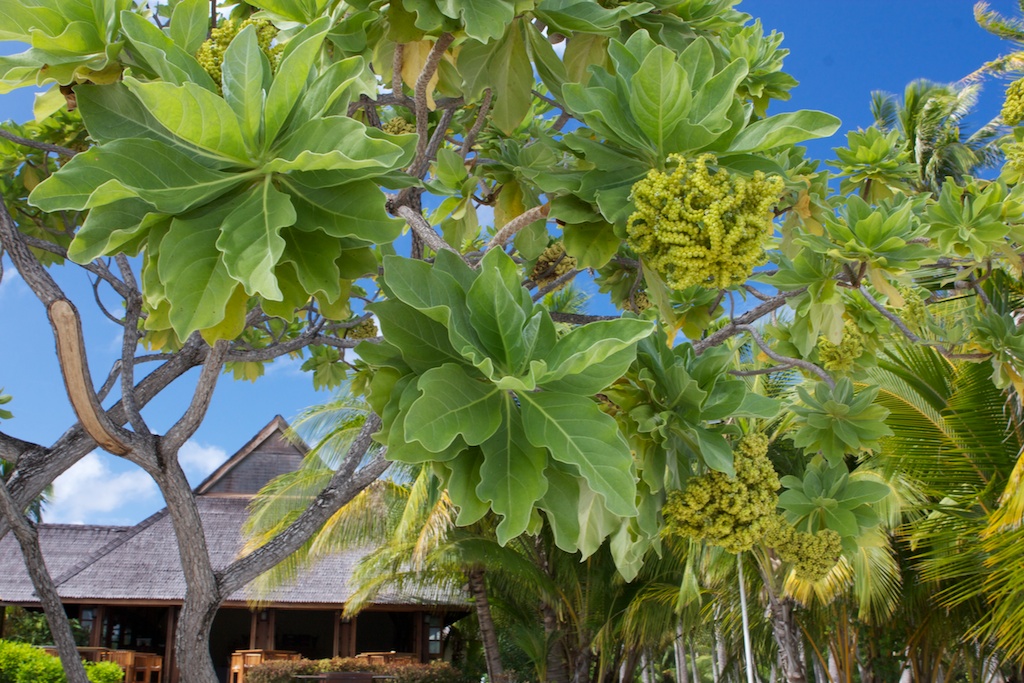 Fakarava: First Days (in Photos)