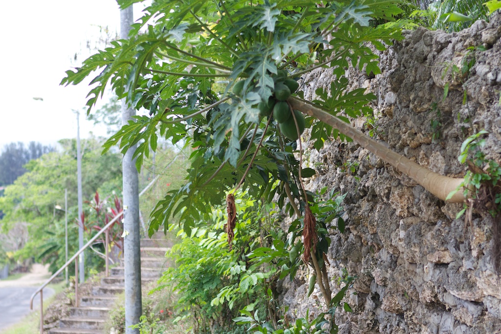 Photos: Port Vila, Vanuatu & Chesterfield Reef, New Caledonia